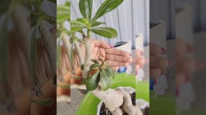 Пересадка адениумов 8 мес, 2 года.