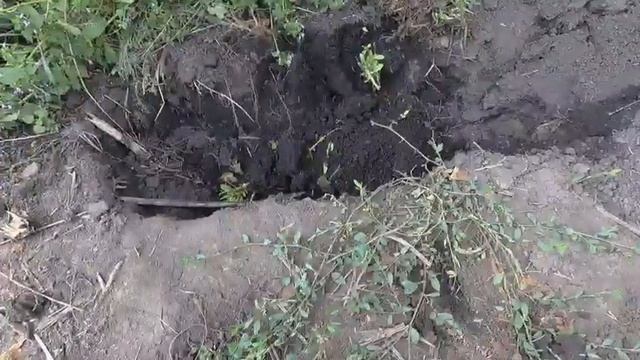 ХИТРЫЕ СЛЕПЫШИ НА УЧАСТКЕ Ч.2. Слепыш уходит от стрелы смотреть онлайн