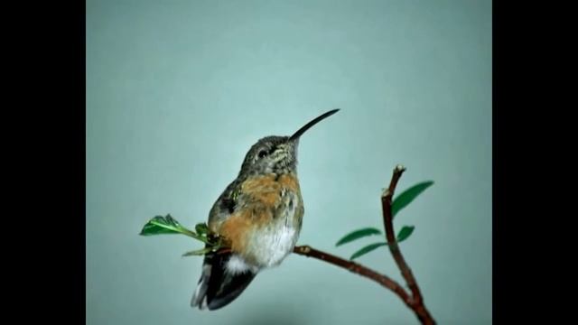 Art Photography  Художня фотографія  Фотоискусство: Birds  Птахи  Птицы