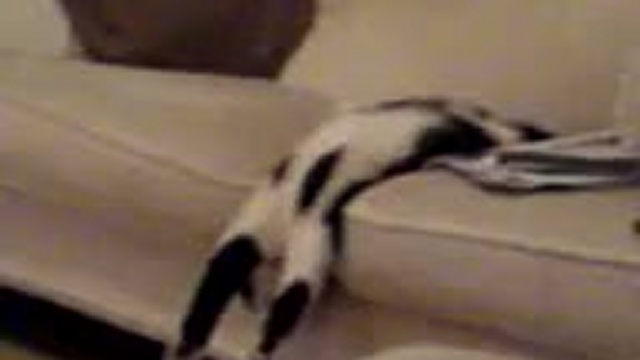 Кошачья классика