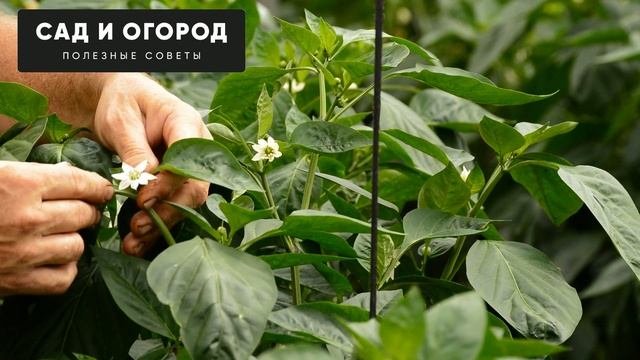 ПОЛЕЙТЕ ЭТИМ ПЕРЕЦ ДЛЯ БЫСТРОГО РОСТА И УВЕЛИЧЕНИЯ УРОЖАЯ !