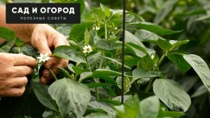 ПОЛЕЙТЕ ЭТИМ ПЕРЕЦ ДЛЯ БЫСТРОГО РОСТА И УВЕЛИЧЕНИЯ УРОЖАЯ !