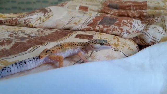 Эублефар Чипсик. На охоте. Подкрадываеться. смотреть онлайн