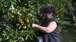 В Абхазии начался сбор мандаринов