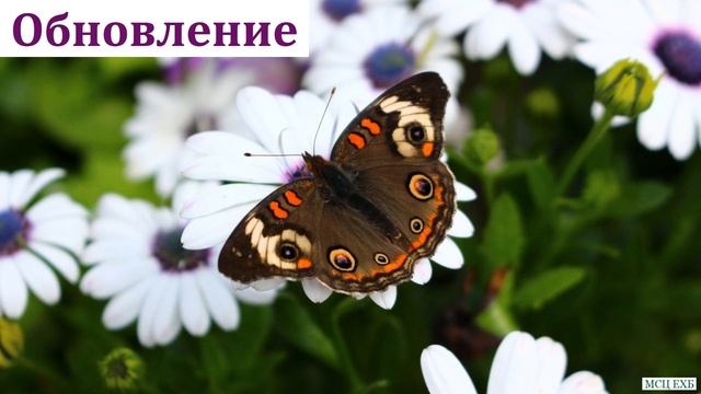 "Личное духовное обновление". А. Н. Елисеев. МСЦ ЕХБ