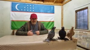 Узбекские Голуби Юры из Германии