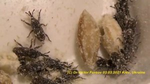 Что за Жуки в Зерне? Нашествие Жуков на Зерно! У Вас Такие Завелись? Что Делать?