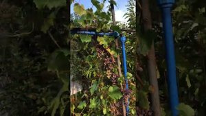 Шелковица и Виноград Загадка Шарова в Екатеринбурге