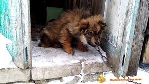 Сабаку первый раз в жизни, посадили на цепь. БИМАСИКа.
