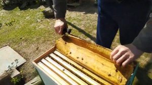 Размножение пчелосемей - отводки с минимальным количеством пчел без их слета.