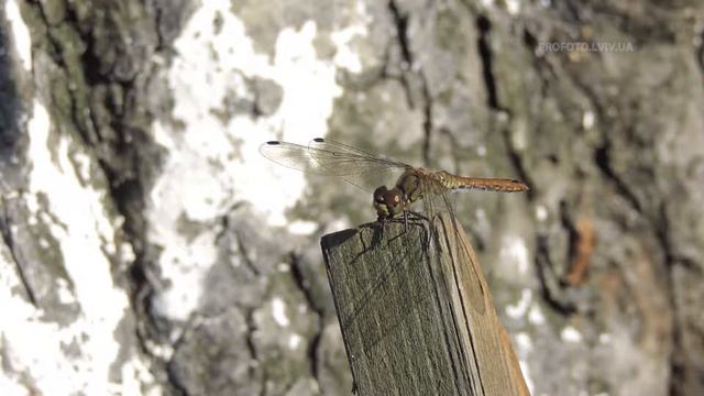 Dragonfly catches and eats a fly (macro Full HD) смотреть онлайн