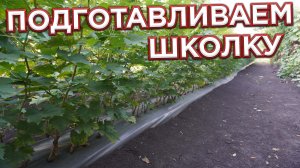 ПОДГОТАВЛИВАЕМ ШКОЛКУ ДЛЯ ВИНОГРАДА.