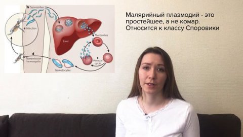 Чем мутуализм отличается от симбиоза?