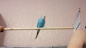 В клетку перед сном. Как? Приручение волнистого попугая.
