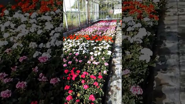 Geraniums.mp4 смотреть онлайн