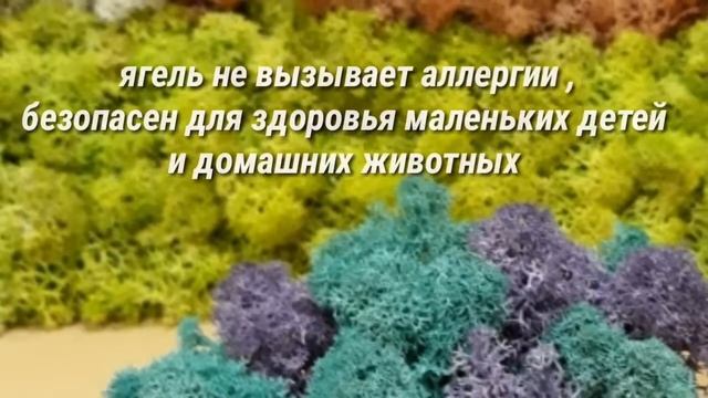 Что такое стабилизированный мох ( Zelenka Show 11) смотреть онлайн