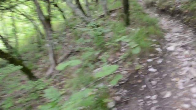 Лес горный Геленджик смотреть онлайн