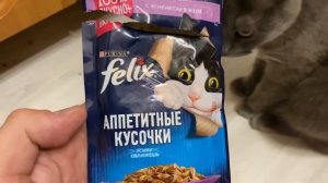 Кот пробует корм Феликс