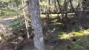 Промысловая охота 2023. Добыли немного соболей.