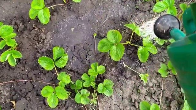 Хрущ в клубнике.Как с ним бороться? смотреть онлайн