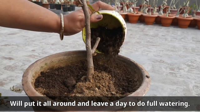 BOUGAINVILLEA FLOWERING TIPS смотреть онлайн