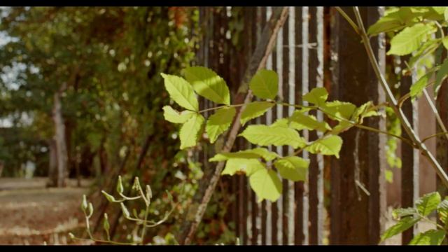 CANON EOS M 5K ANAMORPHIC TAKUMAR-A F2.8 28MM TEST Magic Lantern