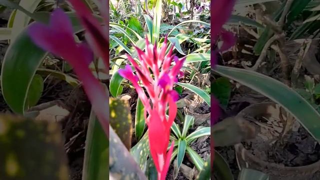 #shorts Billbergia saundersii Plant 2023,lily flowers, mili flowers, winter flowers, tuhin garden смотреть онлайн