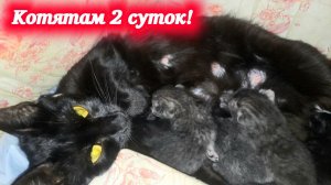 Малышам котика Симбы и кошечки Багиры двое суток! Наши котята!