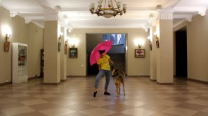 "Танец под дождем"  Варя 14 лет, метис Лада 1 год.    25.10.2020. показательные выступления в холле
