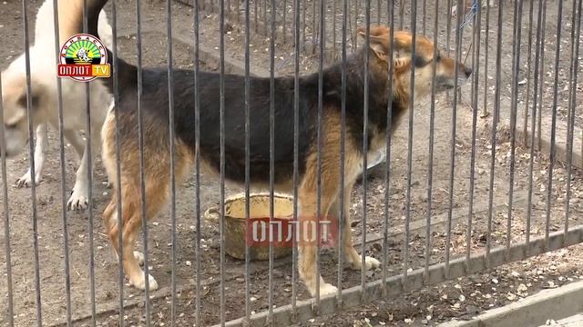 • Помощь животным из приюта «Пиф» смотреть онлайн