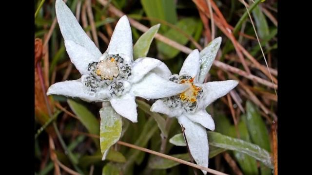 ДиДюЛя - Посвящение смотреть онлайн