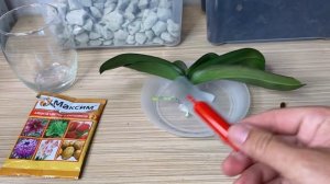 ОРХИДЕЯ С ЧЁРНЫМ ОСНОВАНИЕМ и вялые листья орхидеи ЧИСТИМ МАЖЕМ ПОМЕЩАЕМ на рост корней орхидею