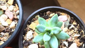 ЭХЕВЕРИЯ - секреты в уходе, полив, условия содержания. ECHEVERIA