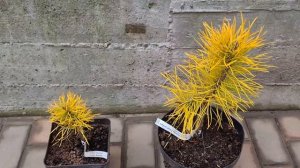 Сосна скрученная Чиф Джозеф (Pinus contorta Chief Joseph) Какие саженцы были у меня в продаже.