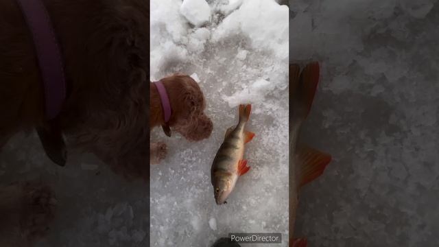Жизнь с Айдаром! Рыбалка в нижневартовске