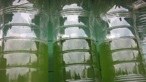 Выращивание водорослей на свежем воздухе