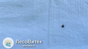 Гардекс от Всех клещей и комаров: тест аэрозоля Gardex Exteme против клещей