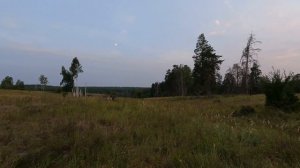 Звук косули в центре национального парка Самарская Лука! Голос, рёв или крик косули летним вечером.