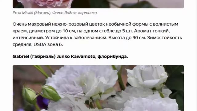 Розы японской селекции смотреть онлайн