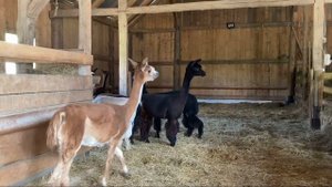 VLOG/ купить недоуздок/ сделать чехол/ погладить альпак!