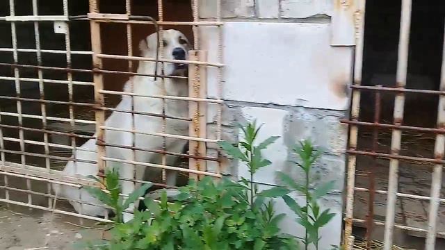 Семья алабай смотреть онлайн