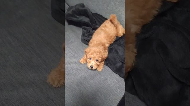 Baby Toy Poodle. Щенок, Той Пудель