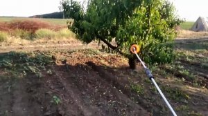 Обработка персика от гнили тли грибковых заболеваний 3 обработка от сосущих грызущих.