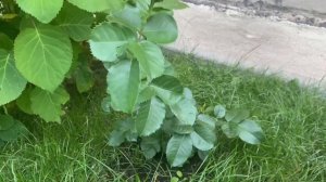 #33 Ароматные розы???в моём саду. Часть 2. Гарден Принцесс Мари-Жозе,Мерхенцзаубер,Менерва и др