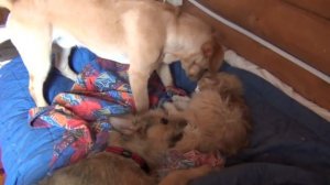 любовь втроем