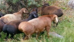 Большой Баран в Мире!!!!