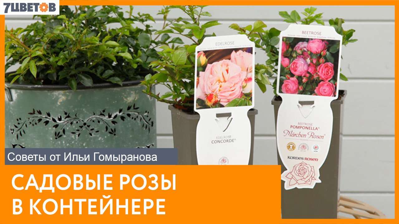 Розы в контейнере | Советы от Ильи Гомыранова