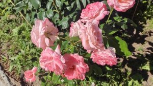 Роза Спирит оф Фридом и Биг Эпл