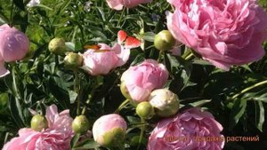 Пион травянистый Диннер Плейт ? обзор: как сажать, саженцы, луковицы пиона Диннер Плейт