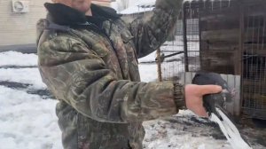 Николаевские голуби Воронежская область